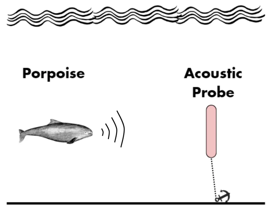 Diagram showing the Acoustic Probe floating above the seabed, where it can detect cetacean clicks