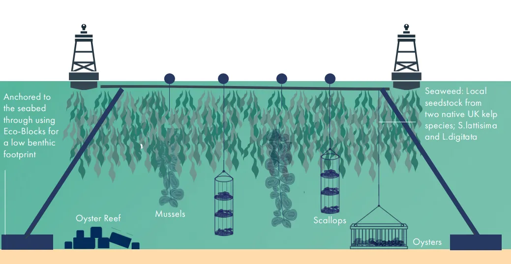 The Blue Forest concept: A de-facto Marine Protected Area enhancing biodiversity, restoring the seabed, and absorbing carbon while supporting sustainable aquaculture and local jobs. Image © Algapelago