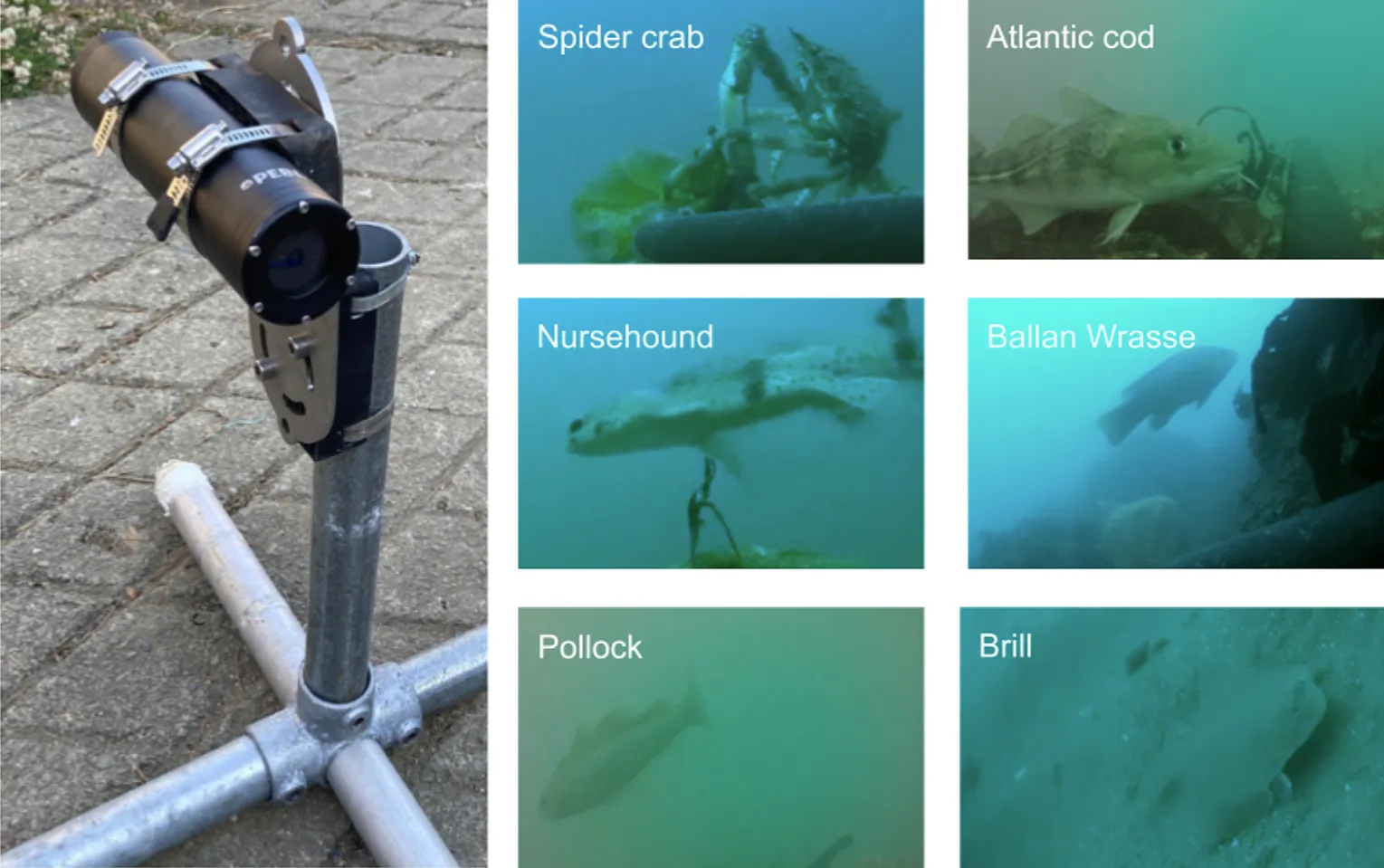 Figure 1. Left: Underwater camera used to record species underwater. Remaining images: Subset of species detected during our Baited Remote Underwater Video (BRUV) surveys.