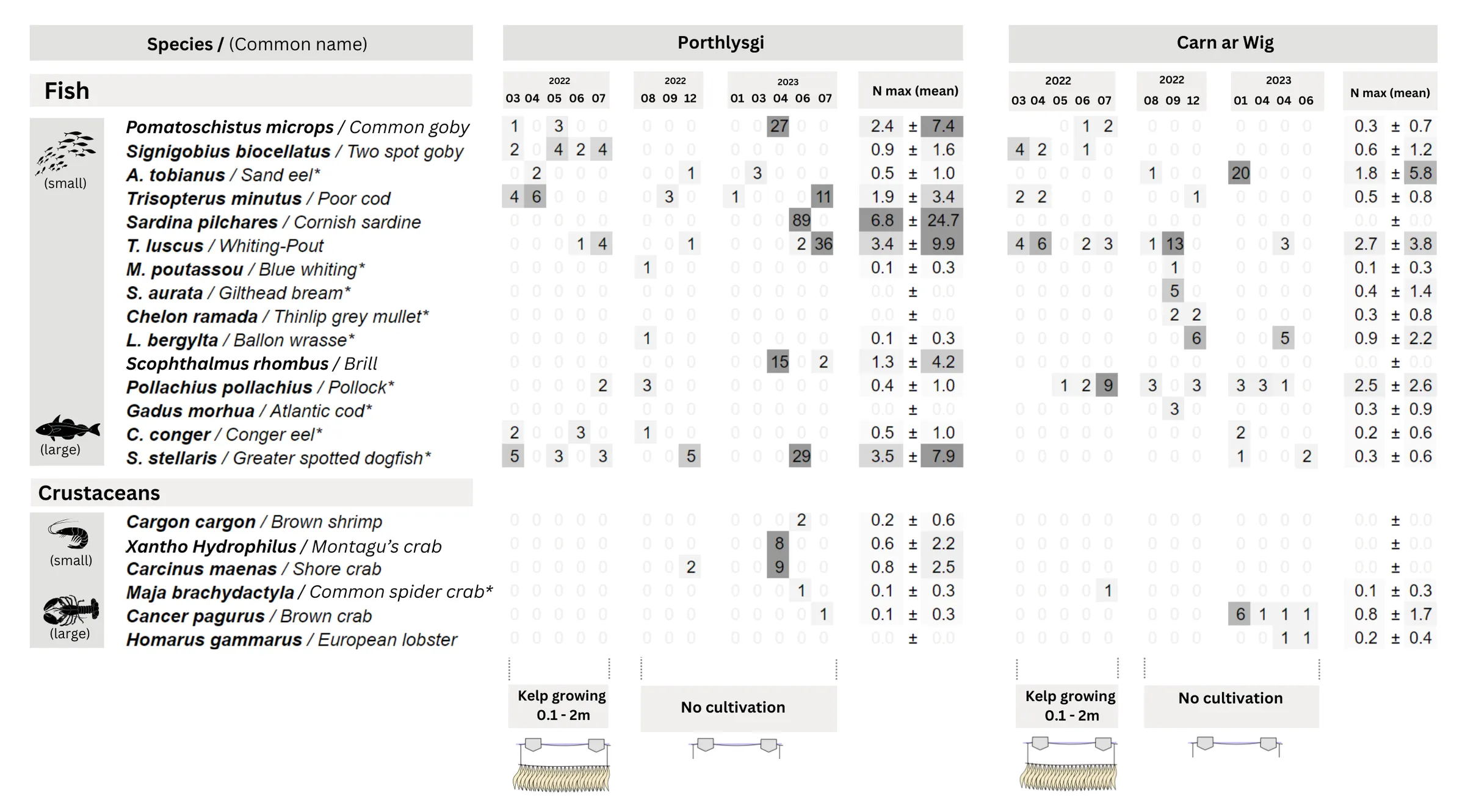 Table 1. The abundance per month (columns headed “2022” and “2023”) and average abundance (column headed “N max (mean)”) of each species detected using Baited Remote Underwater Video (BRUV) surveys at two seaweed farms: Porthlysgi and Carn ar Wig. Species denoted with a * are commercially important in the UK.
