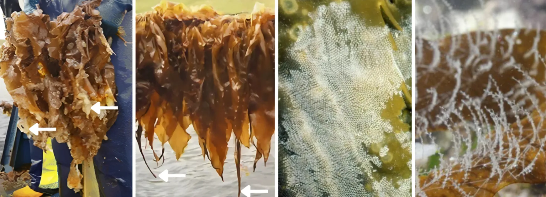 The most common biofouling found on cultivated kelp from left to right: Bleaching of kelp tips, Filamentous algae growing on kelp tips, Bryozoans encrusting the kelp blade surface, Sea-fur (Obelia) growing on the kelp blade surface.