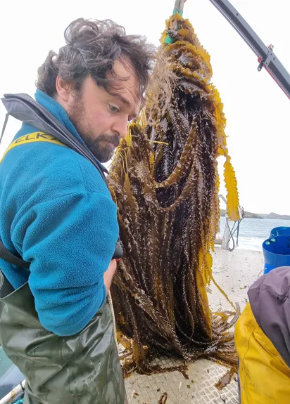 Canopies of kelp grow up to 2.5m in length grow throughout the spring and summer before harvesting