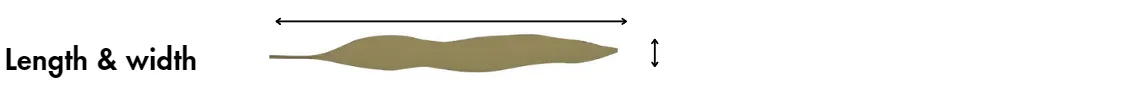 Kelp blade length and width measurement