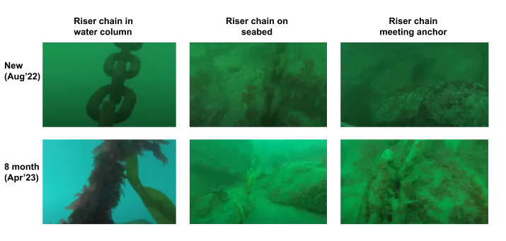 Fig. 2. Photos of the riser chain element of the seaweed farm infrastructure after initial deployment (Top row of photos taken Aug’22) and after 8 months (bottom row of photos taken April’23). All images taken at St. Justinian's farm.