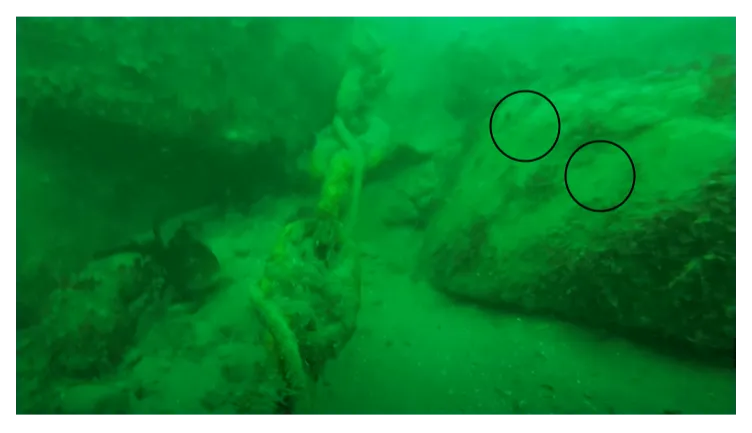 Fig. 3. Photo of riser chain running along seabed near to where it leaves the seabed and rises to the surface. The two black circles indicate areas where chafing from the chain is likely to have occurred.