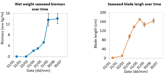 Figure 1: Seaweed biomass and length data collected at one of the study sites throughout the cultivation season showing a plateauing in May to June of 2022.
