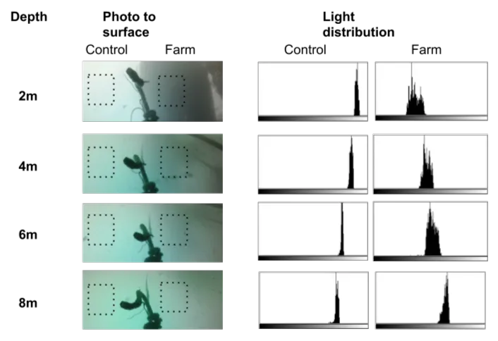 4 rows of images split into 4 columns. The 2 left hand columns show underwater camera images taken facing the sea surface at 4 different depths. The two columns compare a seaweed farm area, and a control area. The two right hand columns show light distribution graphs at the same depths , also comparing a farm area to a control.