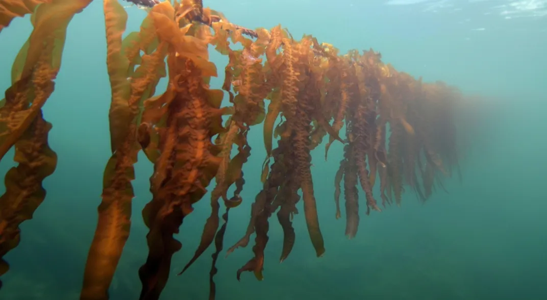 Photo of a seaweed line suspended at 2m depth, located in Western Highlands, Scotland. 