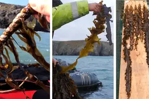 A trio of images, from left to right. Brown seaweed growing on a rope, an arm pulling a blade of seaweed out of a clump to inspect it on a boat, blades of seaweed laid out for measurement on a board.