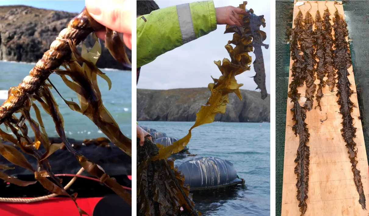 A trio of images, from left to right. Brown seaweed growing on a rope, an arm pulling a blade of seaweed out of a clump to inspect it on a boat, blades of seaweed laid out for measurement on a board.